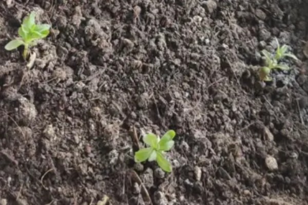 种植薰衣草的方法,行株距控制在20×30厘米