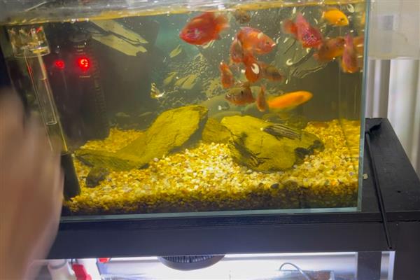 鱼为什么患上肠炎,水质差、喂食不当、食物不干净都会引起