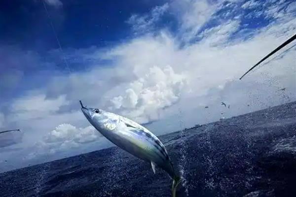 金枪鱼的垂钓方法,钩上要挂沙丁鱼或其它鱼块