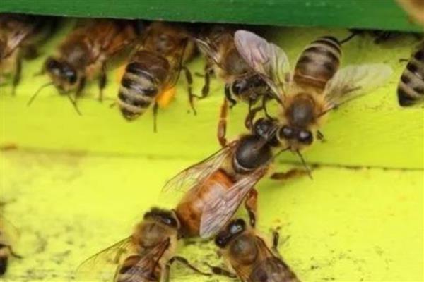 工蜂杀死蜂王的原因，蜂王无法正常产卵是主因
