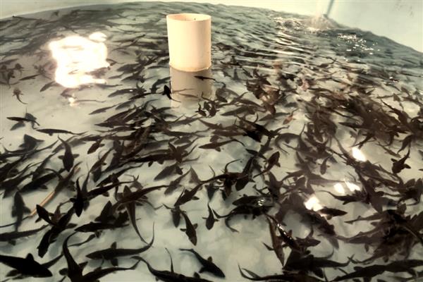 鲟鱼的养殖条件，水温控制在0-25℃