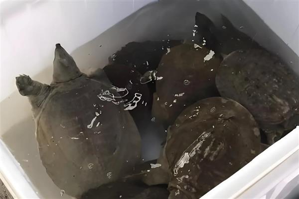 甲鱼冬季要在深水中过冬吗,浅水有助于它们冬眠
