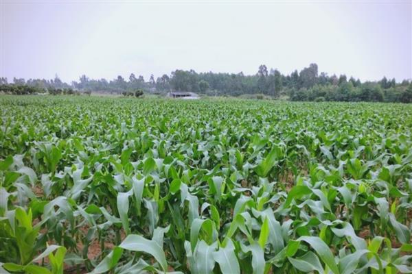 玉米有什么好品种,太玉339、天泰366等品种质量好