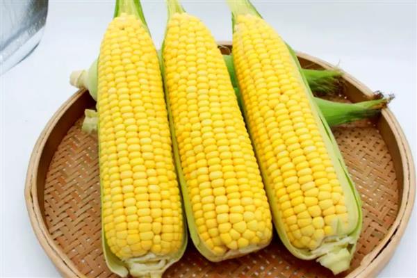 玉米有什么好品种,太玉339、天泰366等品种质量好