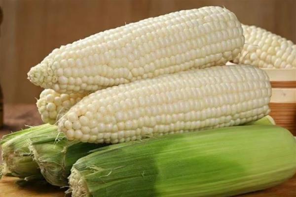 玉米有什么好品种,太玉339、天泰366等品种质量好