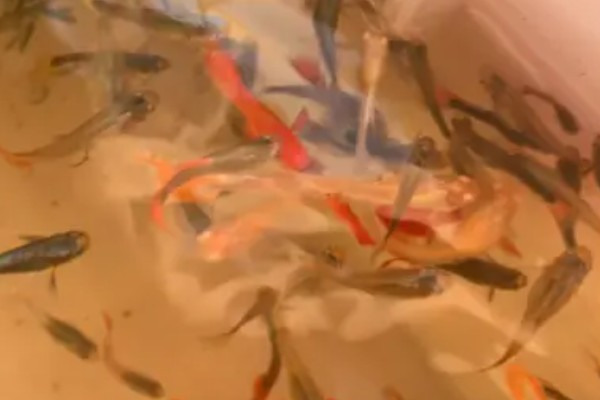 孔雀鱼的喂食方法，幼鱼时期每天喂3-4次