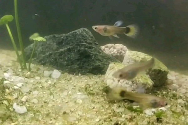 孔雀鱼的喂食方法，幼鱼时期每天喂3-4次