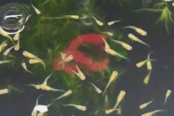 孔雀鱼的喂食方法，幼鱼时期每天喂3-4次