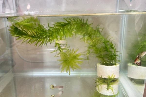孔雀鱼的喂食方法，幼鱼时期每天喂3-4次