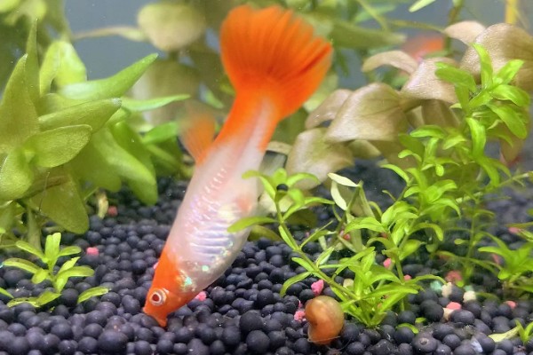 孔雀鱼的喂食方法，幼鱼时期每天喂3-4次