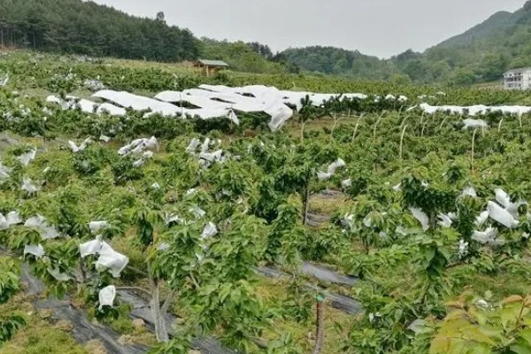 中国车厘子的主产区,有山东、辽宁、河北等地