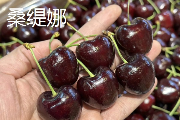 中国车厘子的主产区,有山东、辽宁、河北等地