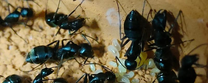 养蚂蚁用土还是沙子合适，土和沙子都行
