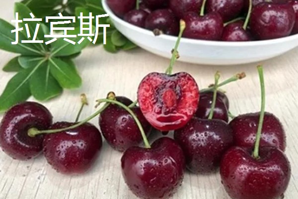 中国车厘子的主产区,有山东、辽宁、河北等地