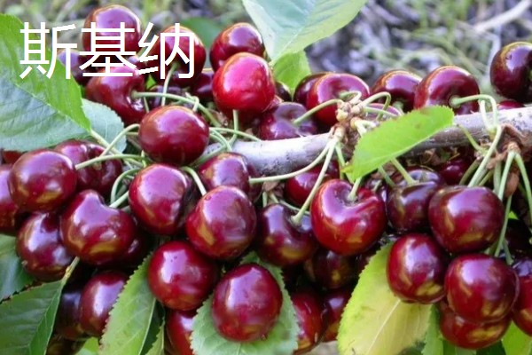 中国车厘子的主产区,有山东、辽宁、河北等地
