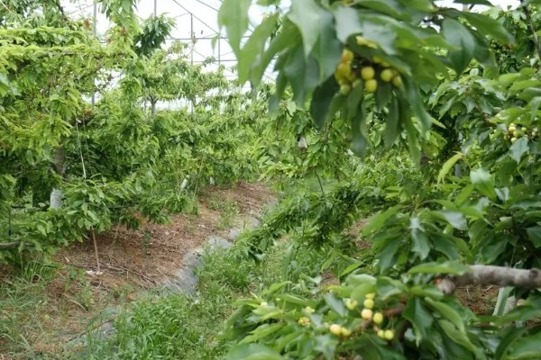 中国车厘子的主产区,有山东、辽宁、河北等地