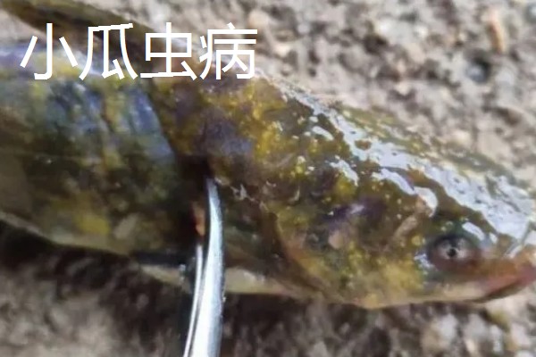 黄颡鱼的养殖技术，最适生存水温22-28℃