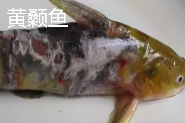 黄颡鱼的养殖技术，最适生存水温22-28℃