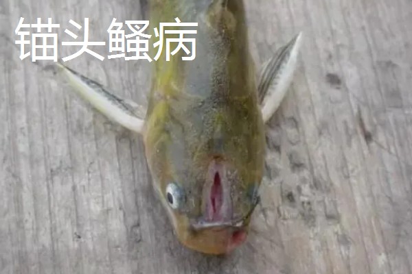 黄颡鱼的养殖技术，最适生存水温22-28℃