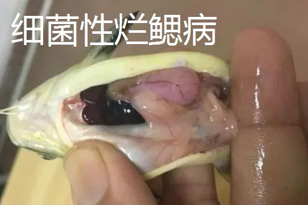 黄颡鱼的养殖技术，最适生存水温22-28℃