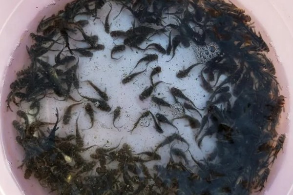 黄颡鱼的养殖技术，最适生存水温22-28℃