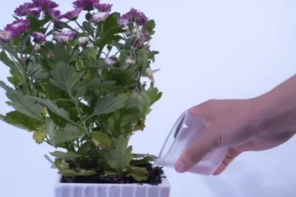 哪些菊花不能养在家里，所有品种均可在家养护