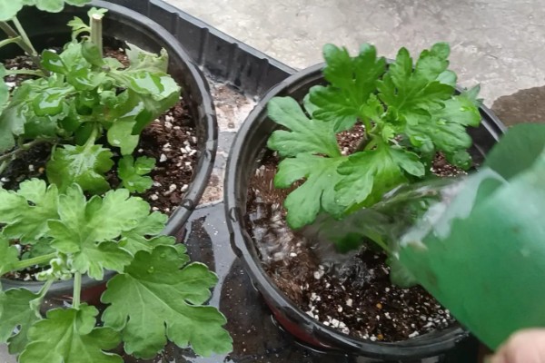 哪些菊花不能养在家里，所有品种均可在家养护