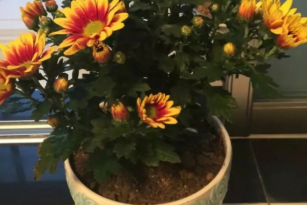 哪些菊花不能养在家里，所有品种均可在家养护