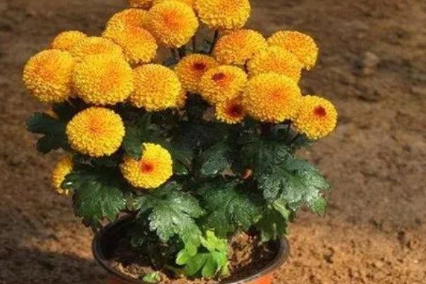 哪些菊花不能养在家里，所有品种均可在家养护