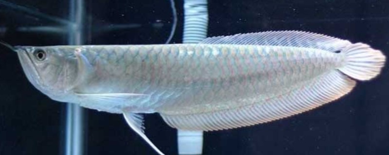 银龙鱼的寿命，寿命大约是3-8年