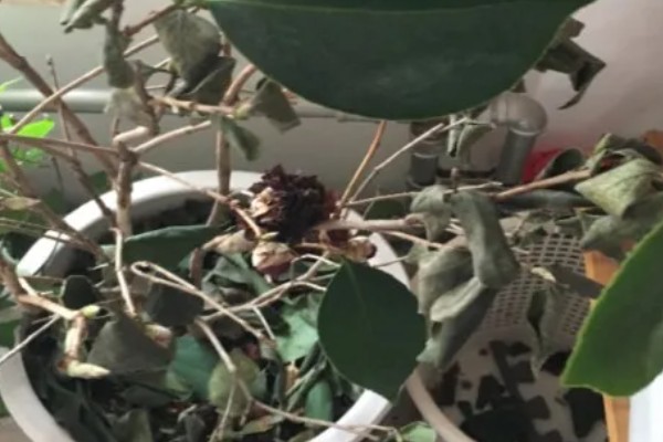 茶花秋天落叶是怎么回事，可能是缺水所致