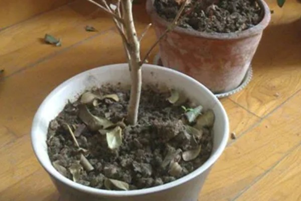 茶花秋天落叶是怎么回事，可能是缺水所致