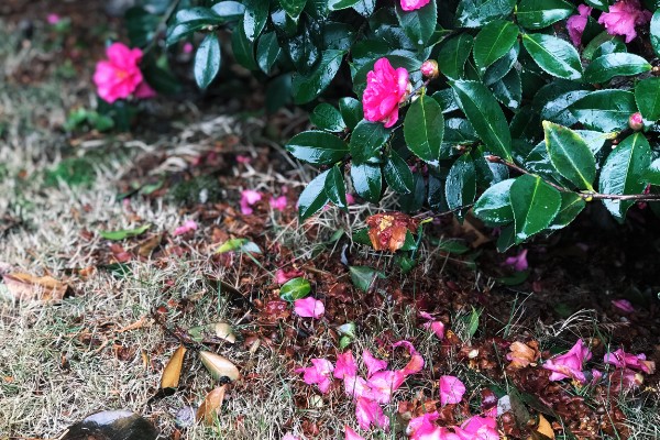 茶花秋天落叶是怎么回事，可能是缺水所致