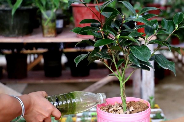 茶花秋天落叶是怎么回事，可能是缺水所致