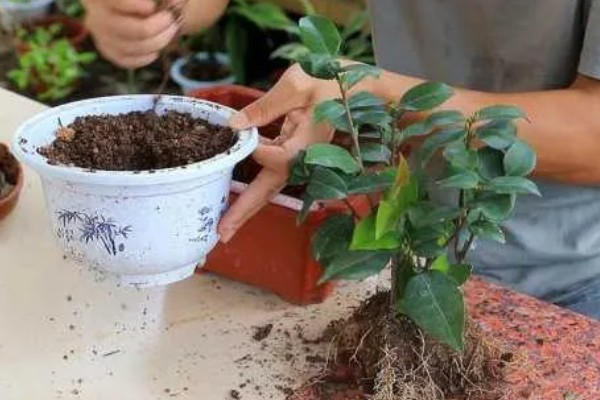 茶花秋天落叶是怎么回事，可能是缺水所致