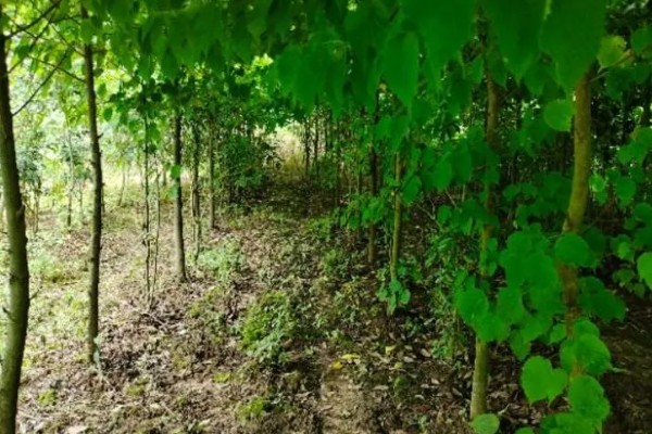 中国鸽子树简介,属于落叶乔木植物