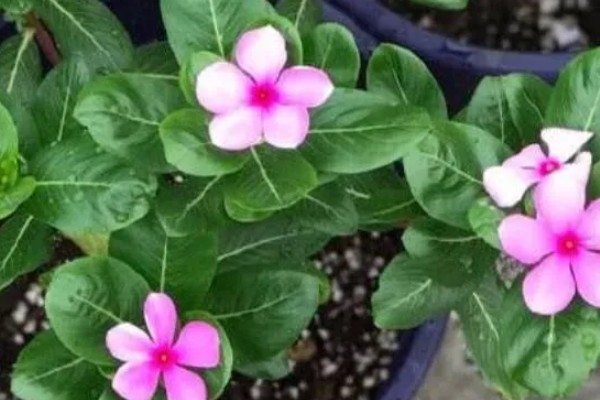 长春藤花的浇水方法，春秋季节每隔3-5天浇一次