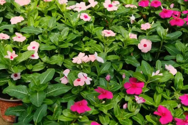 长春藤花的浇水方法，春秋季节每隔3-5天浇一次