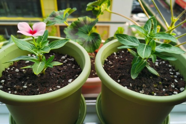 长春藤花的浇水方法，春秋季节每隔3-5天浇一次
