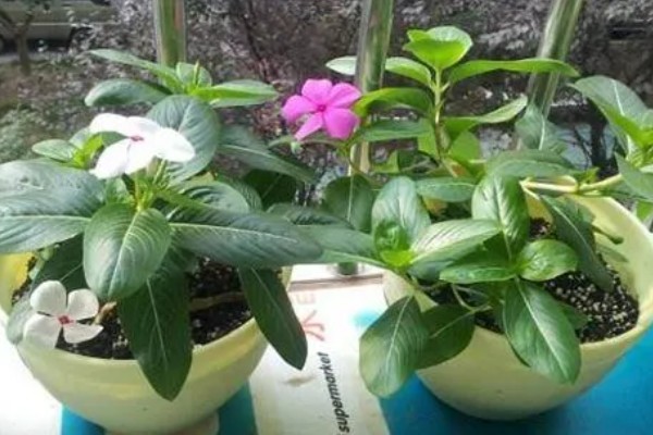 长春藤花的浇水方法，春秋季节每隔3-5天浇一次