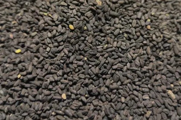长春藤花的浇水方法，春秋季节每隔3-5天浇一次