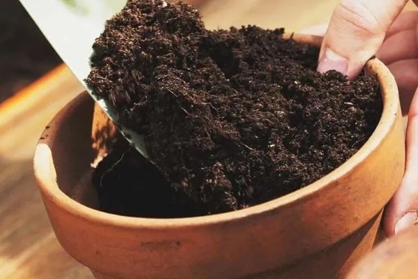 长春藤花的浇水方法，春秋季节每隔3-5天浇一次