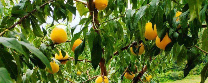 黄桃进入盛果期要几年，通常需要大约4-5年左右