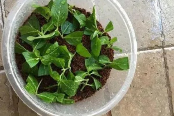 长春藤花的浇水方法，春秋季节每隔3-5天浇一次