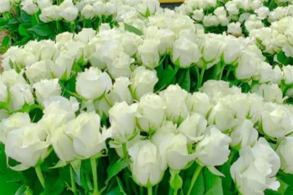 白玫瑰的花语是什么，寓意纯洁天真、浪漫美好等