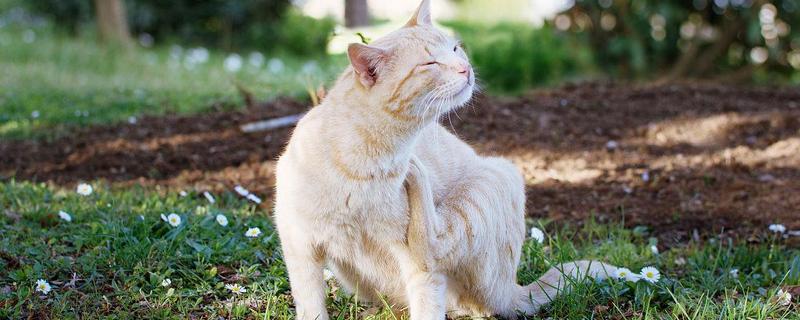 猫一直挠痒痒的原因，可能是身上有伤口在愈合