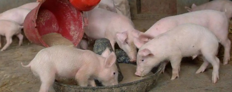 什么叫料肉比，指猪体重每增加一公斤所消耗的饲料用量