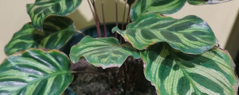 孔雀竹芋冬天叶子卷边怎么处理，根据原因对症处理