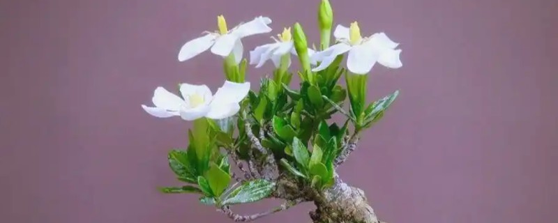 水横枝怎么养殖，春秋季节每隔2天浇一次水