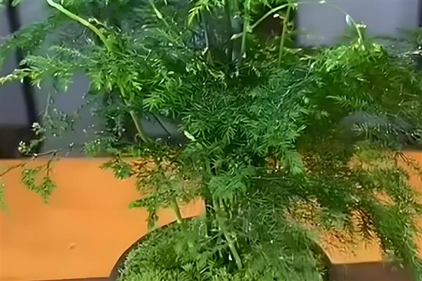 文竹冒出一根长枝条如何处理，从底部直接将枝条剪断